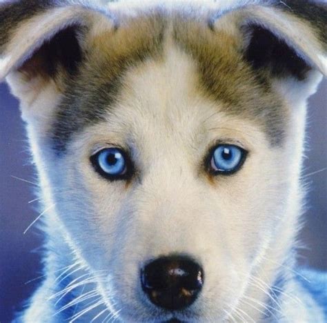 HuskyPuppy | Blue eyed dog, Cute husky puppies, Puppies