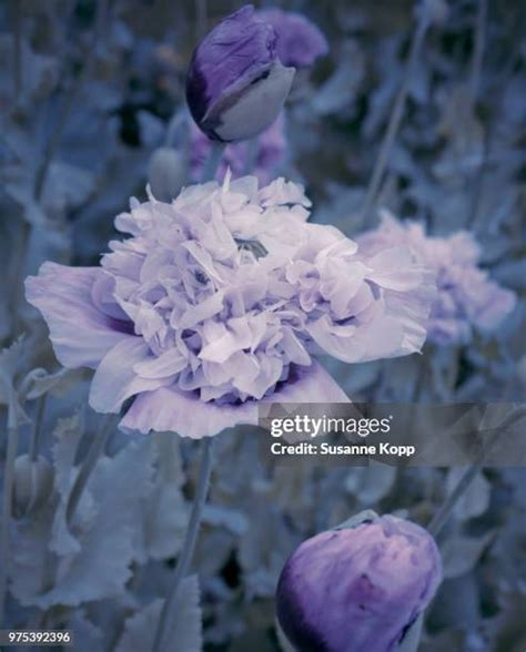 617 Blue Poppies Stock Photos, High-Res Pictures, and Images - Getty Images