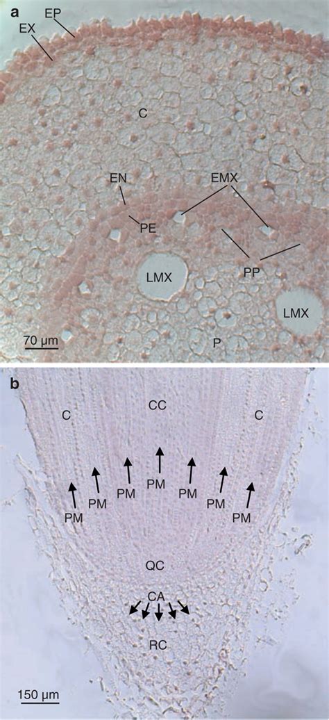 The Maize Root System: Morphology, Anatomy, and Genetics | SpringerLink