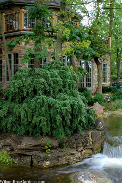 Buy Weeping Canadian Hemlock (Tsuga canadensis 'Pendula') | FREE SHIPPING | Wilson Bros Gardens ...