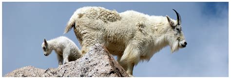 Spring Wildlife Watching in Yellowstone National Park