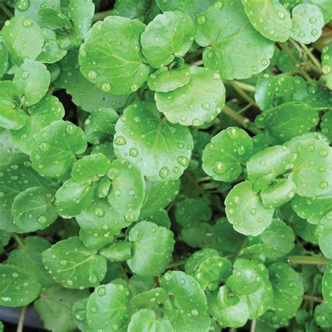 Watercress | Nutritional Benefits, Health Benefits & Medicinal Uses | Britannica