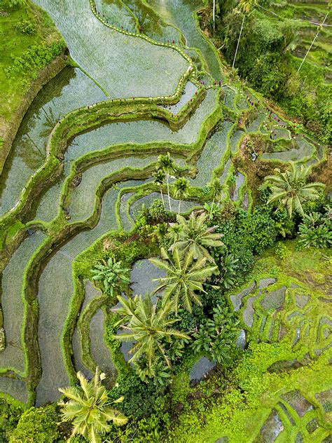 "Aerial View Of Rice Terraces In Tegallalang, Bali, Indonesia" by Stocksy Contributor "Bisual ...