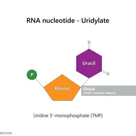 Rna Nukleotida Uridilat Ilustrasi Stok - Unduh Gambar Sekarang ...