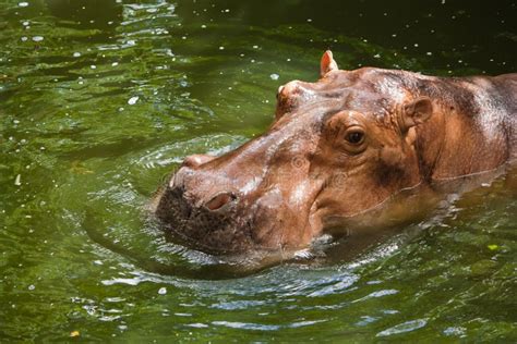 Hippopotamus stock image. Image of wild, head, displaying - 58416831