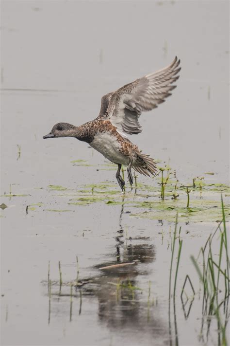 American wigeon — Ducks Unlimited Canada