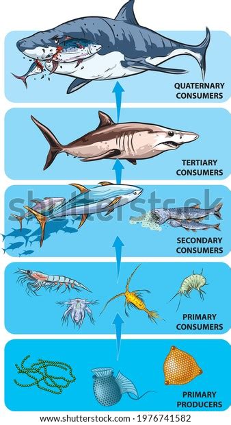 100 vectores de Shark food chain - Vectores, imágenes y arte vectorial de stock | Shutterstock