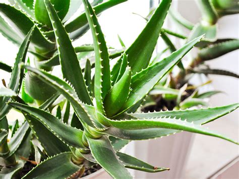 How to Trim an Aloe Vera Plant: 5 Steps (with Pictures) - wikiHow