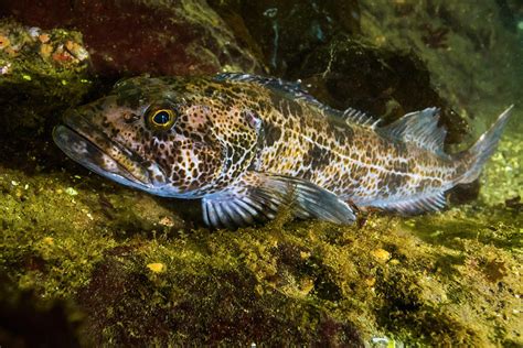 Lingcod In Hood Canal, Puget Sound Photograph by Jennifor Idol - Fine Art America