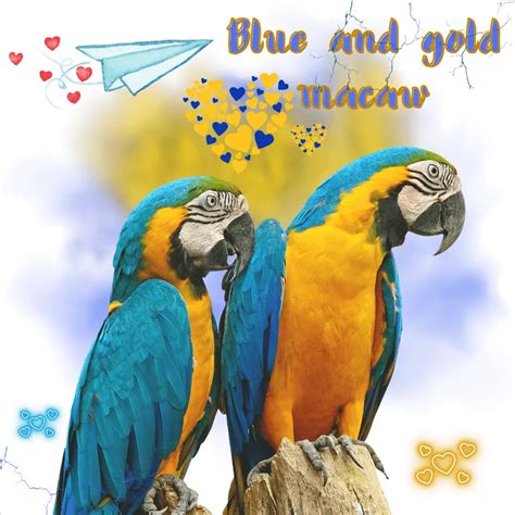 Blue and gold macaw - Habitat Personality Care food and Haelth