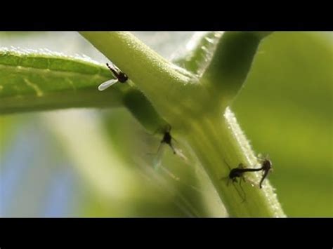 How To Control Fungus Gnats - YouTube