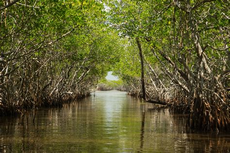 The Mangroves of the Everglades - Captain Mitch's * Everglades Airboat rides