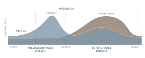 Seed Cycling | Kaufman Health & Hormone Center