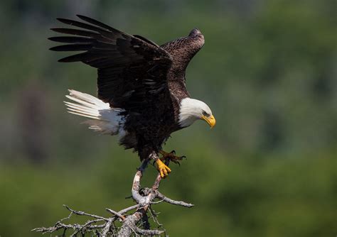 Eagle Symbolism: Guide To Their Spiritual Meaning | Simply Symbolism