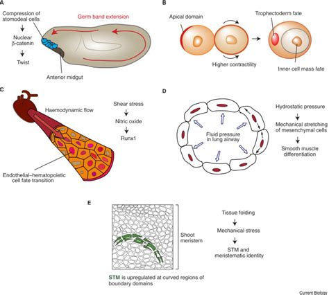 Coordination of Morphogenesis and Cell-Fate Specification in ...