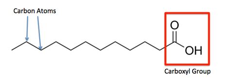 Fatty Acid General Structure