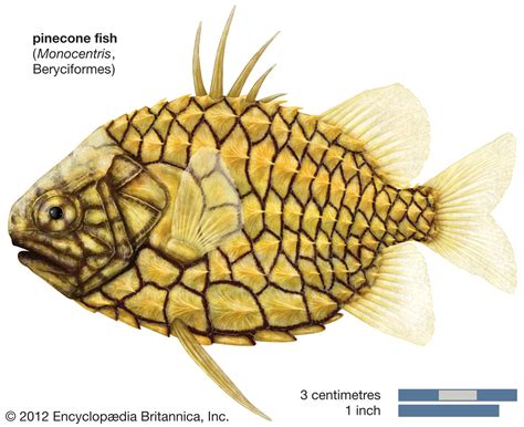 Pinecone fish | Deep-Sea, Anglerfish, Benthic | Britannica