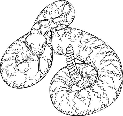 Rattlesnake clipart. Free download transparent .PNG | Creazilla