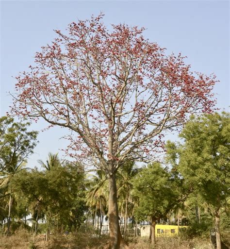 Bombax Ceiba | Treeworld Wholesale Bombax Ceiba