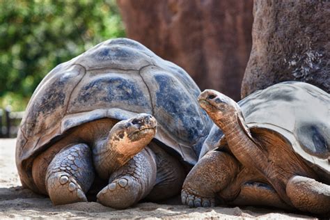 11 Unique Animals To See In The Galapagos – Create My Adventure Travel Blog