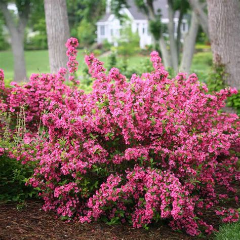 Sonic Bloom Pink Reblooming Weigelas for Sale | BrighterBlooms.com