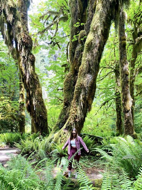 Hall-of-Mosses-Hoh-Rainforest-Olympic-National-Park • A Passion and A Passport