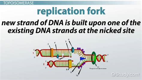 Topoisomerase Definition, Function & Types - Lesson | Study.com