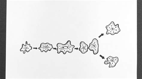 Binary Fission In Amoeba Animation