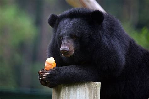 Moon Bears Rescued From Bile Farm | Moon bear, Bear, Rescue