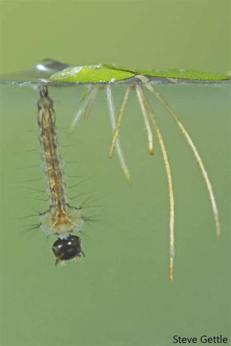 Photographing a mosquito hatching from its pupa