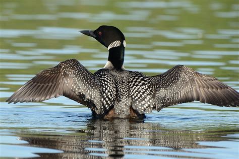 Common Loon - Coniferous Forest