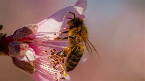 Leicester study investigates pollution effect on bees - BBC News