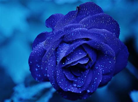 HD wallpaper: Blue Rose Macro, blue rose flower, Holidays, Valentine's Day | Wallpaper Flare