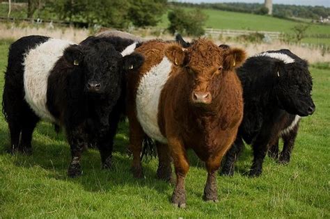 Belted Galloway. | Galloway cattle, Animals, Livestock