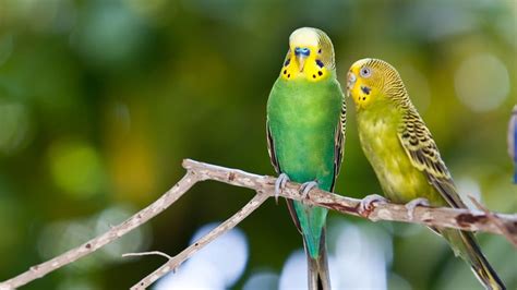 Budgerigar: Care, social behaviour, feeding, housing, breeding ...