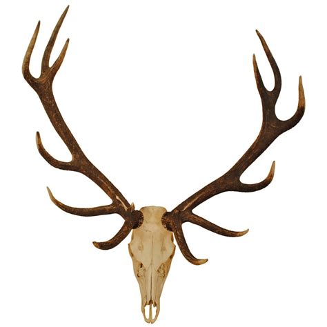 European Elk Skull Mount at 1stdibs