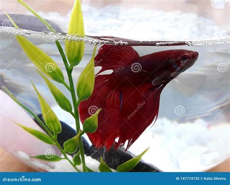 Fish or flower? stock image. Image of flower, aquarium - 147774735