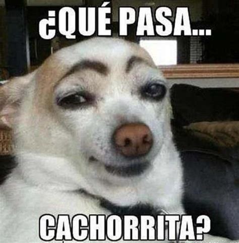 Memes Chistosos de Perros - Memes Chistosos 2018