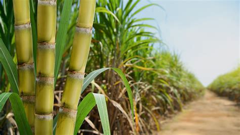 What is sugarcane bagasse? - FOOGO Green