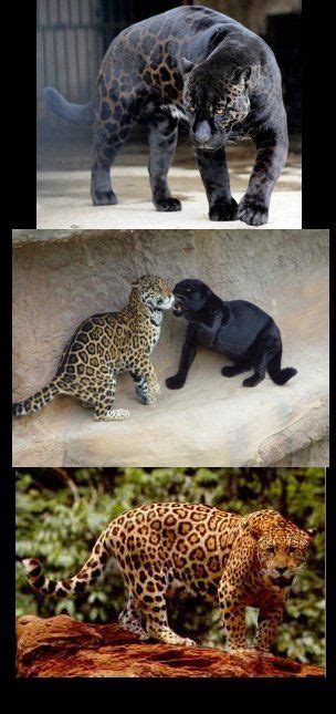 Jaguar showing melanistic (dark) and normal colorations | Melanistic, Melanism, Dark