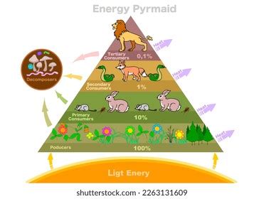 Kelp Forest Energy Pyramid