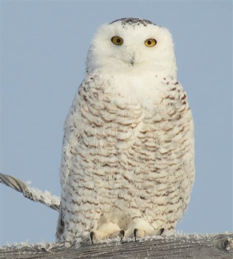 Snowy Owl Facts | A Birds Delight