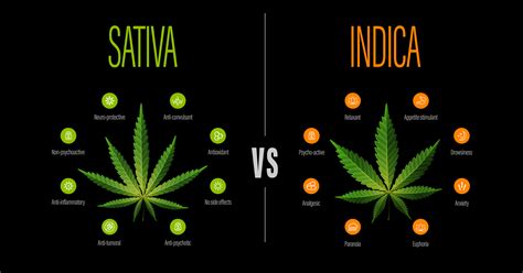 How to Tell the Difference Between Indica and Sativa - UBaked