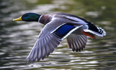 Duck flight – do ducks fly? Facts and Information - Duck life