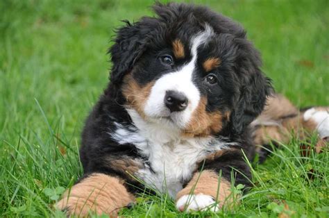 Do Bernese Mountain Dogs Shed? - Lover Doodles