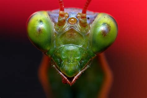 Praying Mantis Close Up | Male Praying Mantis Portrait | Flickr