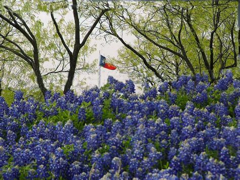 Texas Bluebonnets Desktop Wallpaper - WallpaperSafari