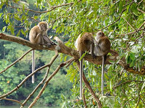 Long-tailed Macaque - Macaca fascicularis