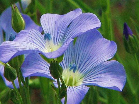 Blue Flax Seed, Flower Seeds, Beautiful Striking Blue Flax Flowers ...