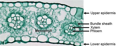 Grass morphology and anatomy - Earth@Home: Evolution